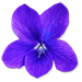 angry violet ingredient item solasta wiki guide 75px