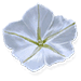 moonflower ingredient item solasta wiki guide 75px