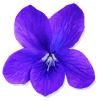 angry violet ingredient item solasta wiki guide